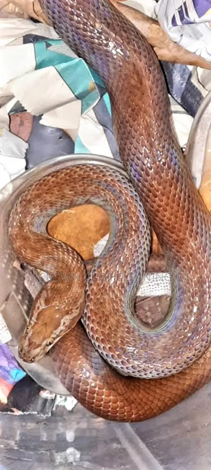 Call for Compound Fumigation for Snakes and Pest