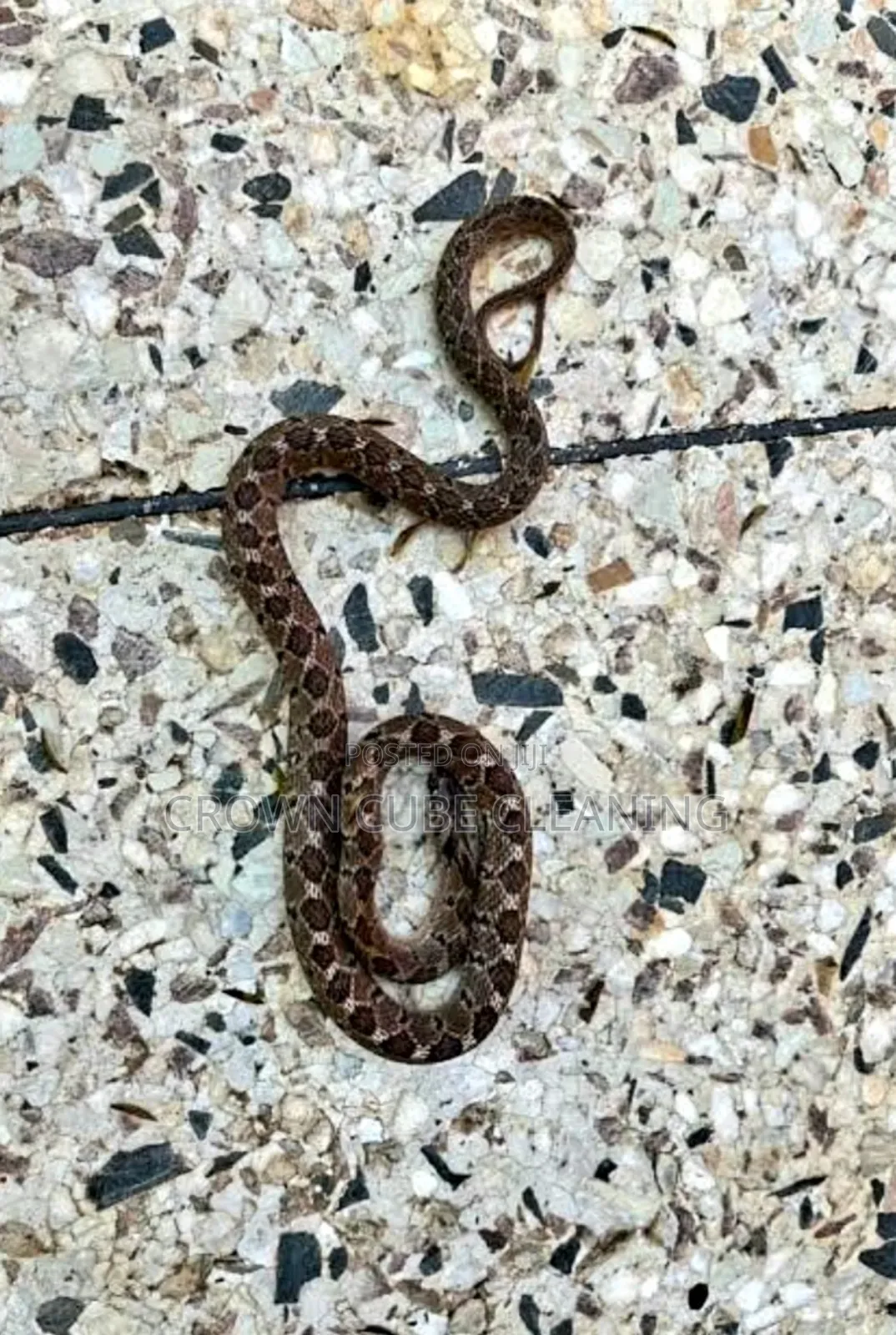 Snake Pest Control / Fumigation Services Ikeja