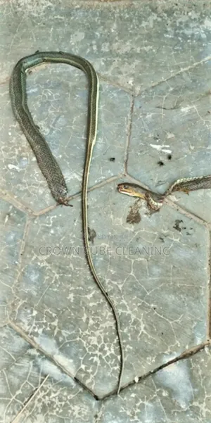 Snake Pest Control / Fumigation Services Ikeja