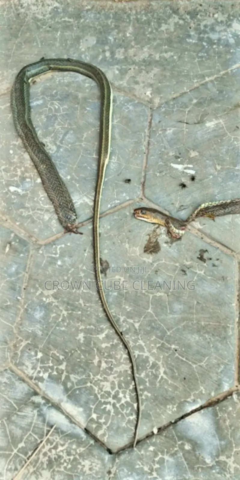 Snake Pest Control / Fumigation Services Ikeja