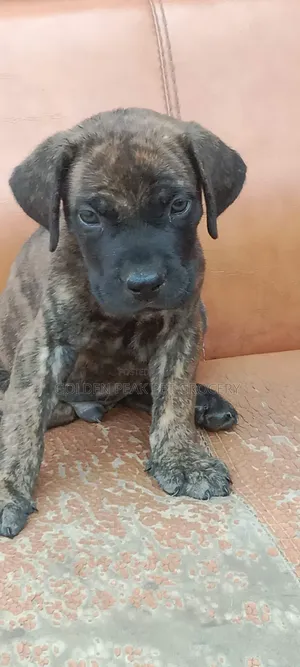 1-3 months Male Purebred Boerboel