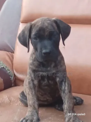1-3 months Female Purebred Boerboel