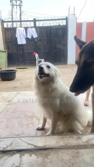 1+ year Female Purebred American Eskimo