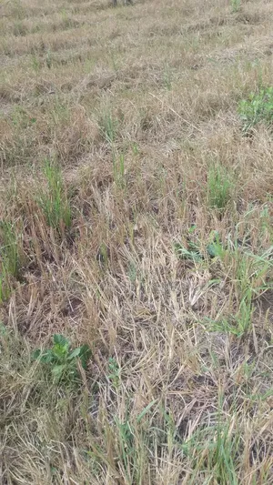50 Plots of Sale