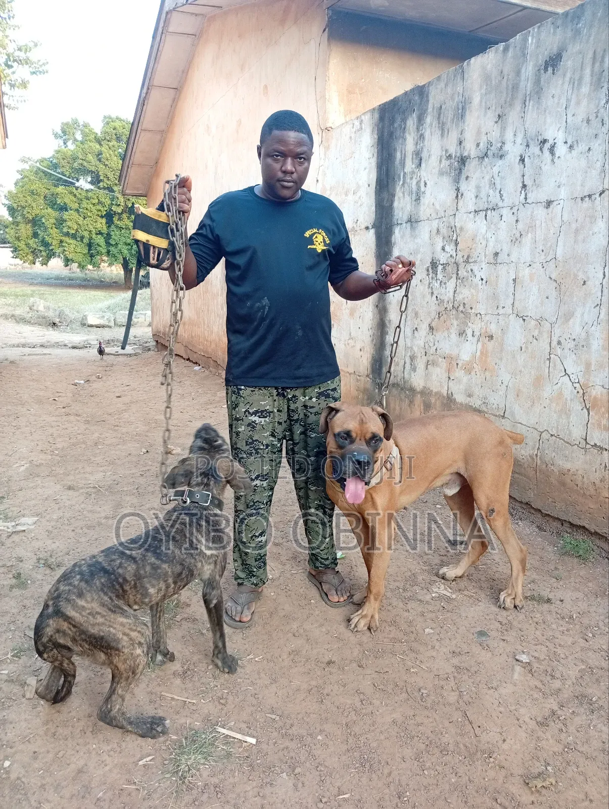 Professional Dog Training on Obedience Command