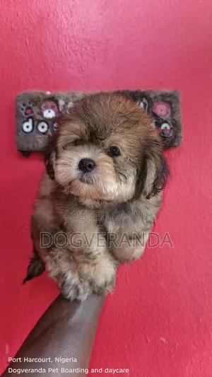 1-3 months Male Purebred Lhasa Apso
