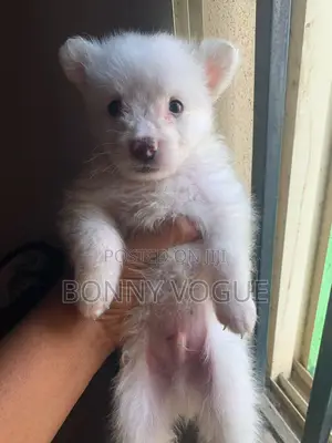 1-3 months Male Purebred American Eskimo