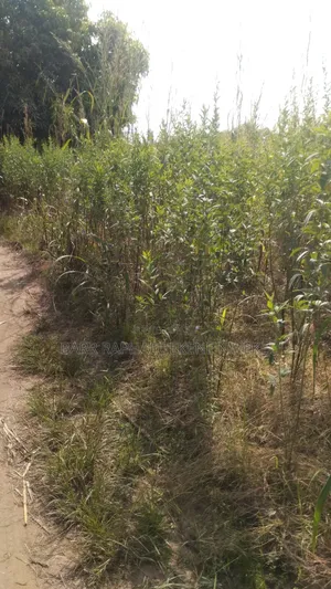 2000 Plots of Land for Sale
