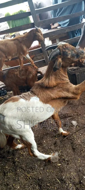 Life Goats Rams and Cows for Sale