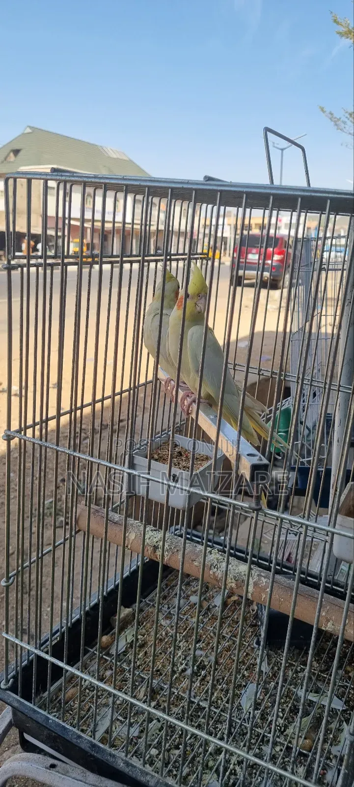 Cocktails Bird
