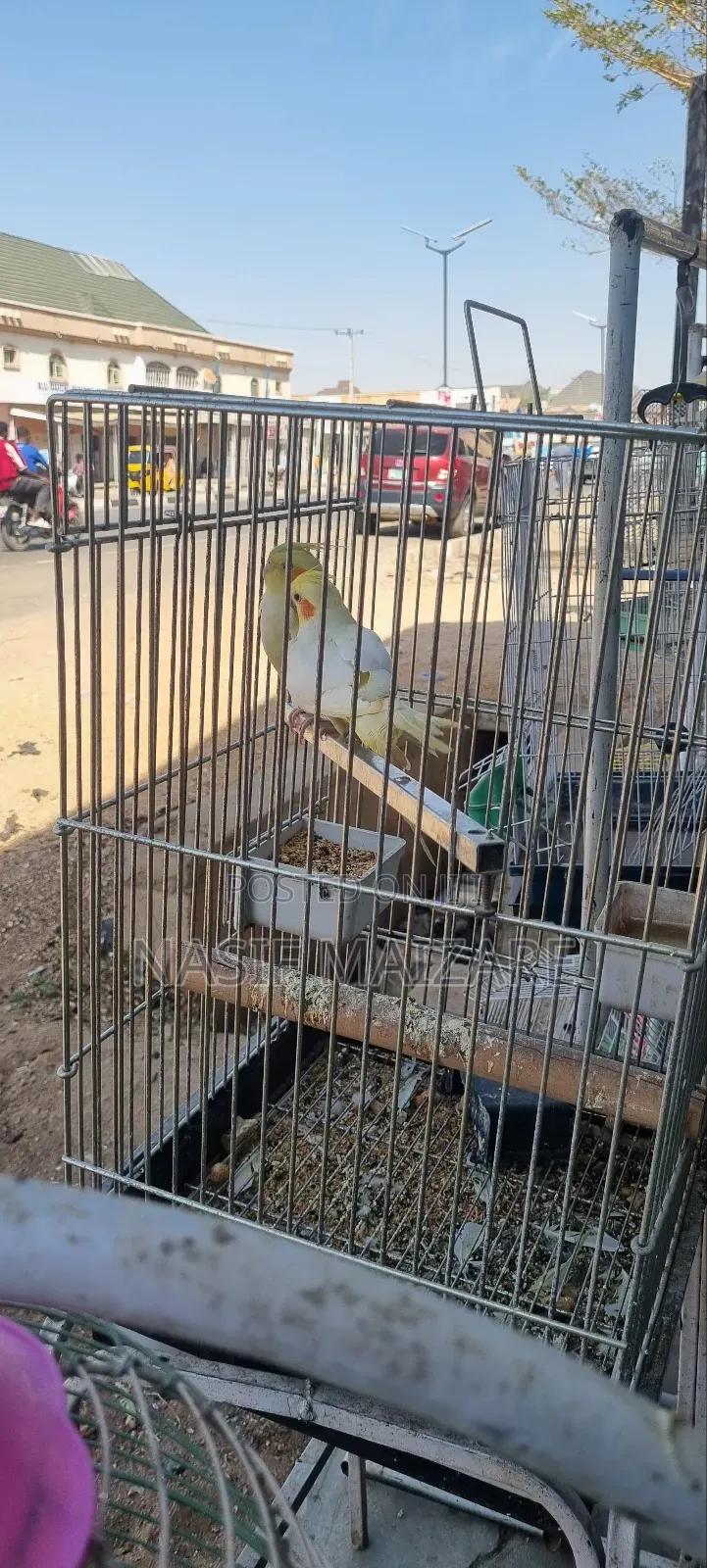 Cocktails Bird