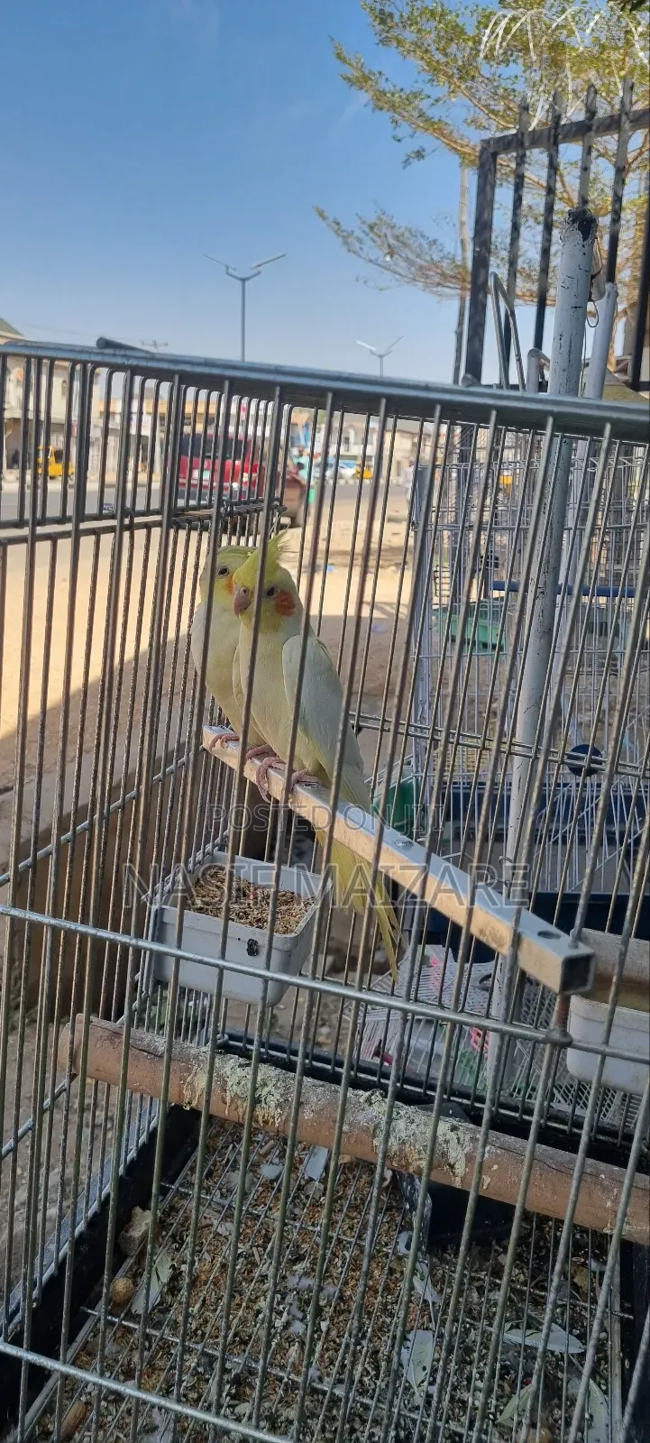 Cocktails Bird