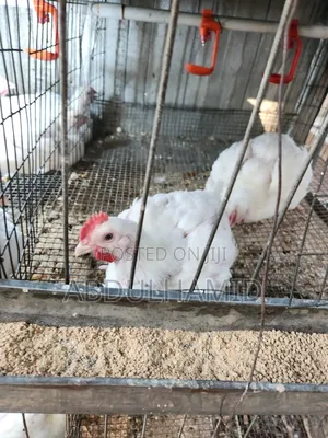 Broiler Chicken