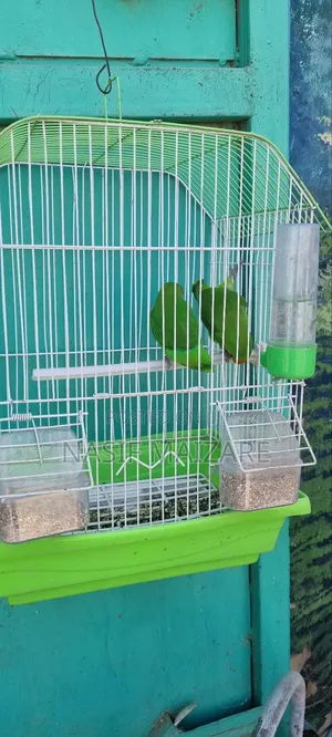 Lovely Bird With Cage