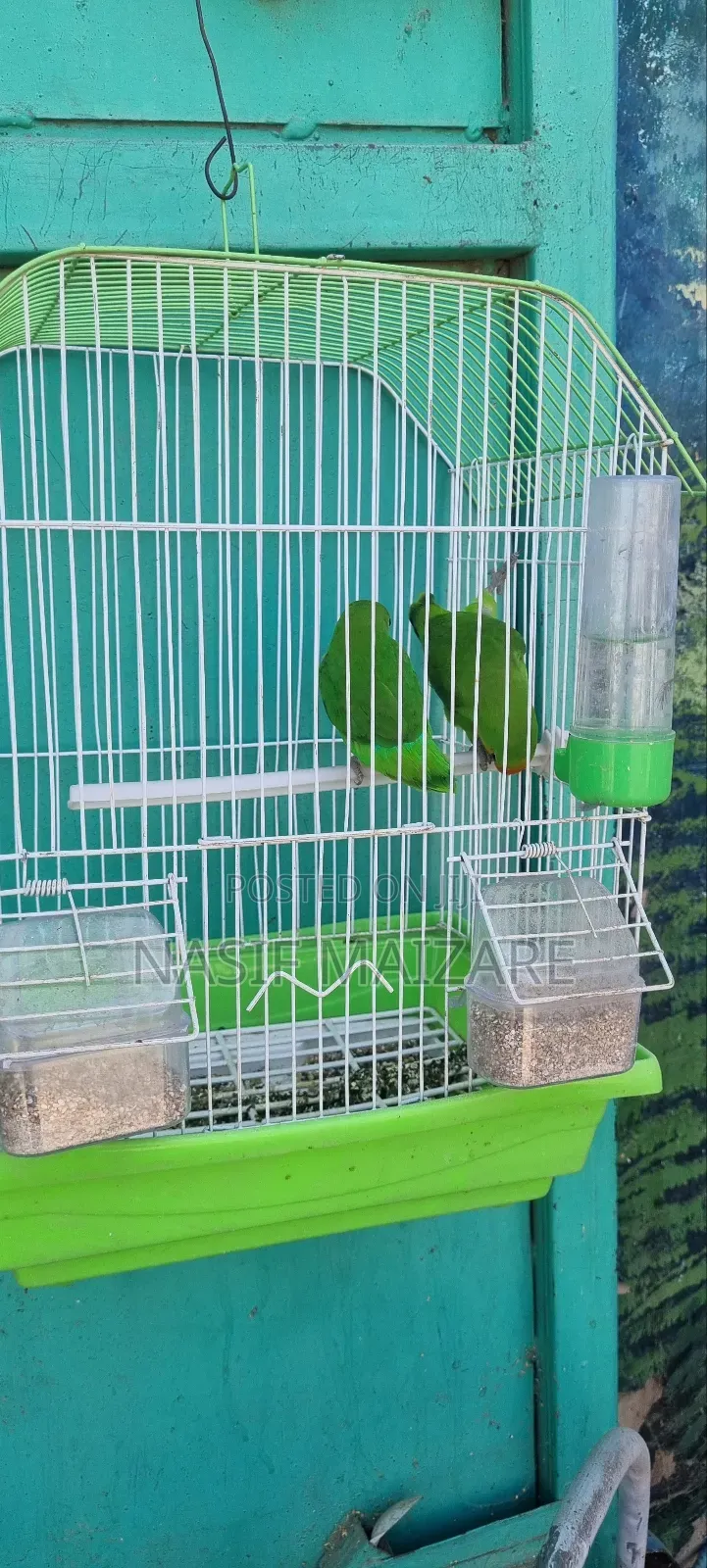 Lovely Bird With Cage