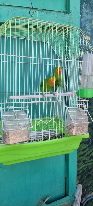 Lovely Bird With Cage