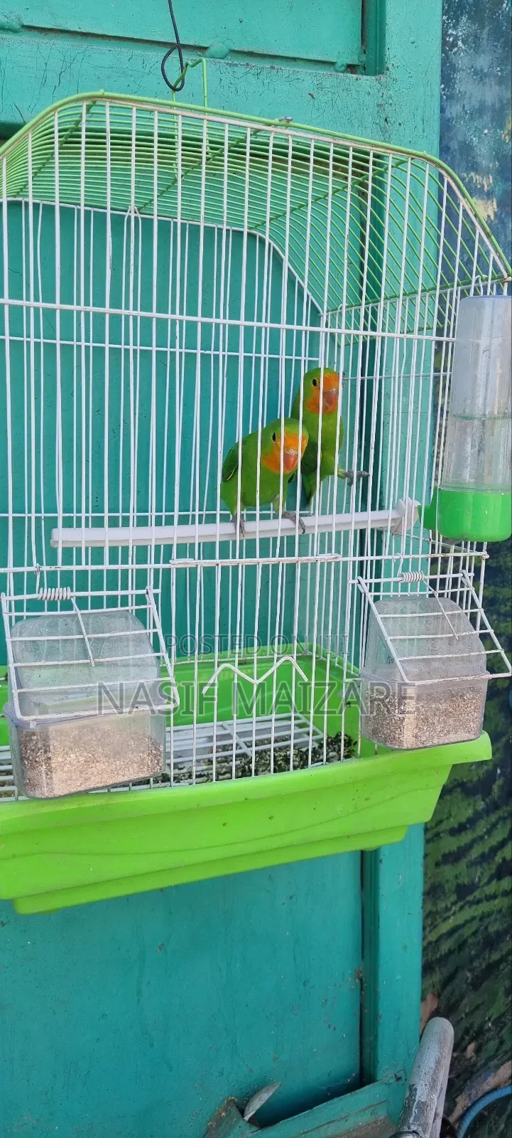 Lovely Bird With Cage