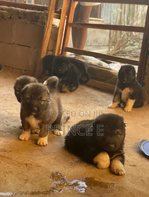 1-3 months Male Purebred Caucasian Shepherd