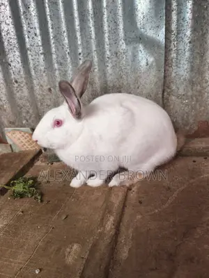 California White Rabbit