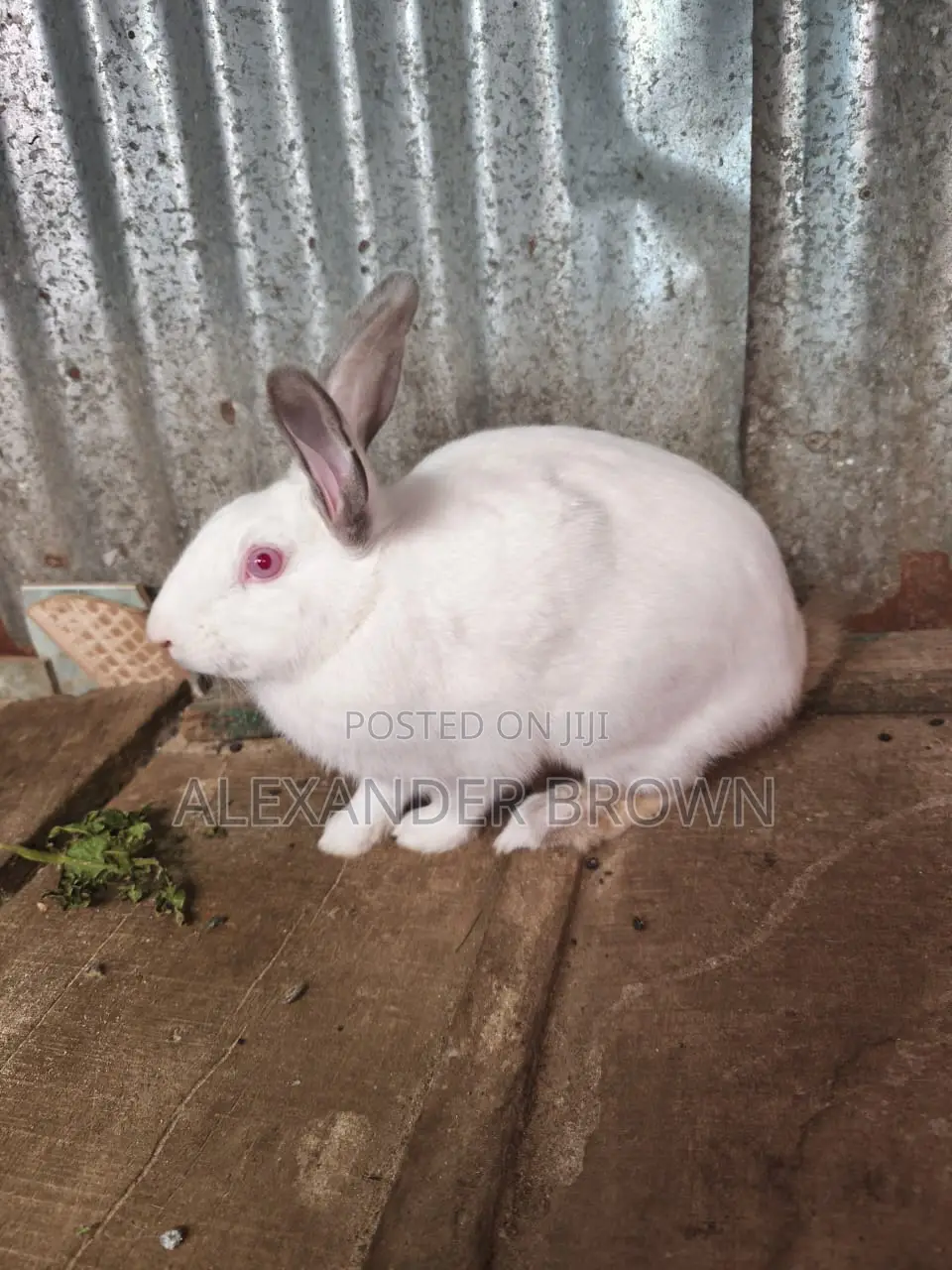 California White Rabbit