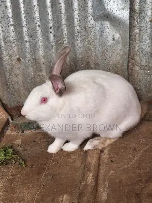California White Rabbit