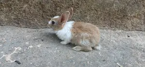 Rabbits for Sale