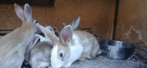 Buy Rabbits