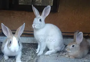 Lovely Rabbits