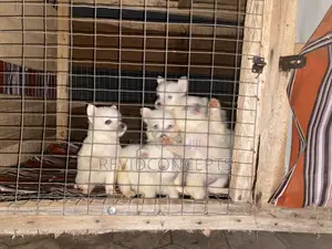 1-3 months Female Purebred American Eskimo