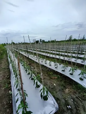 Plastic Film , Mulching Film 1.2m * 450m