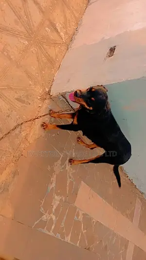 1+ year Female Purebred Rottweiler