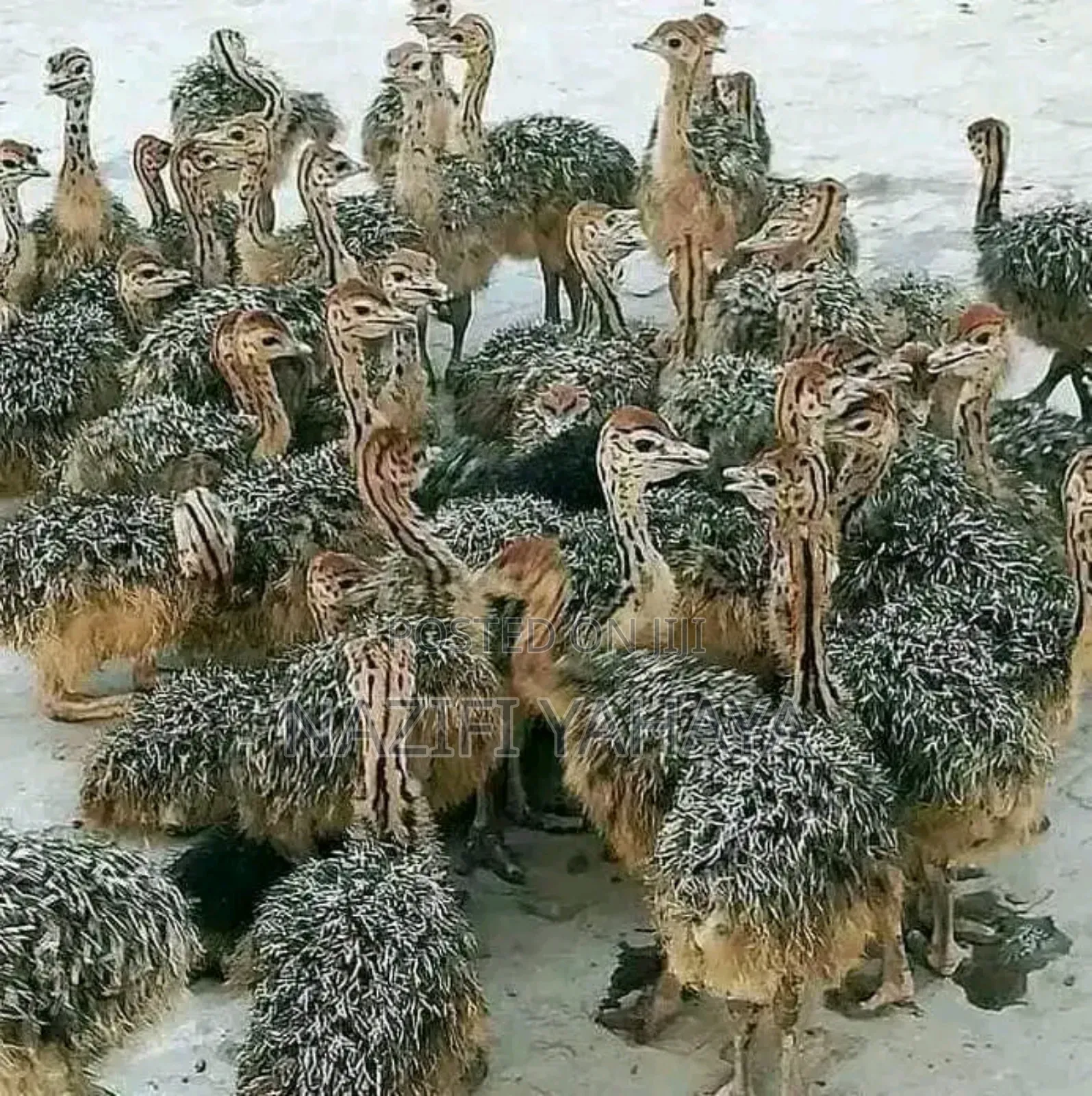 Poultry Livestock