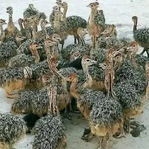 Poultry Livestock