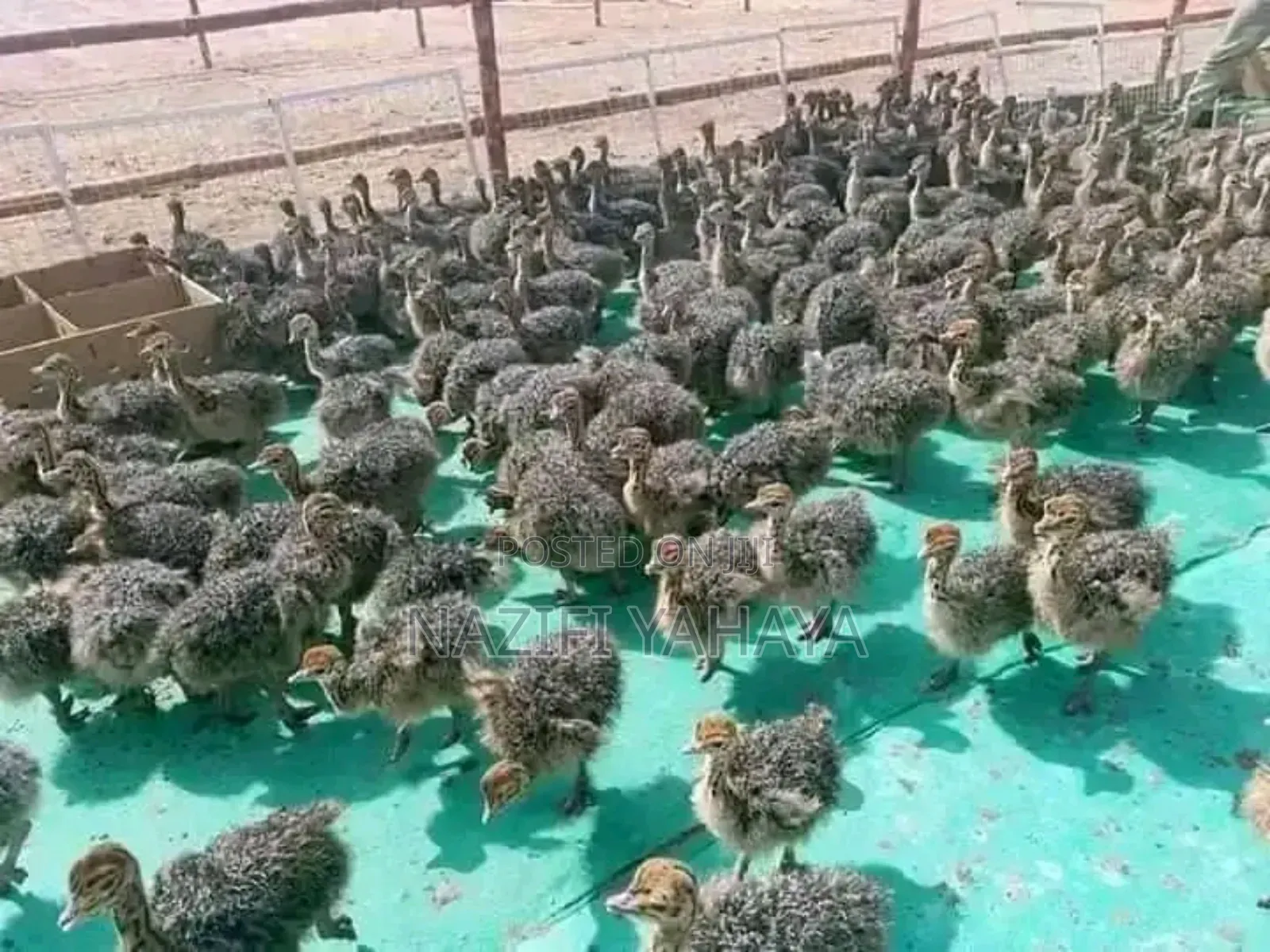 Poultry Livestock