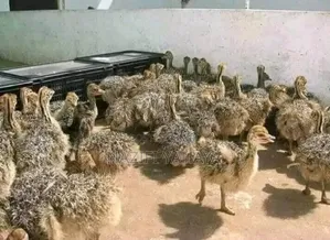 Poultry Livestock