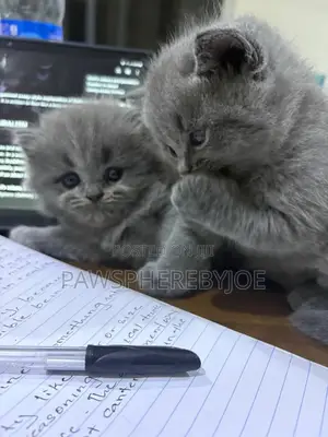 1-3 months Female Purebred British Shorthair