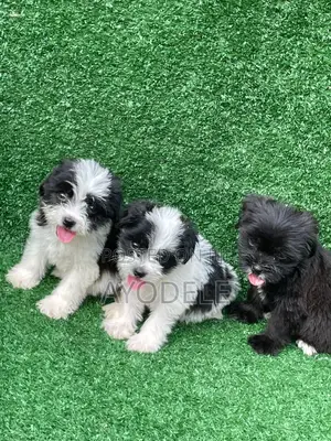 1-3 months Male Purebred Lhasa Apso