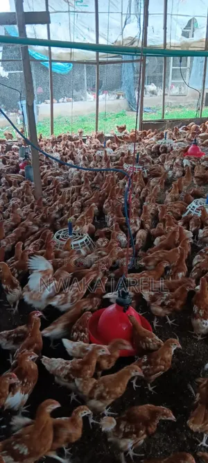 Point of Lay Birds