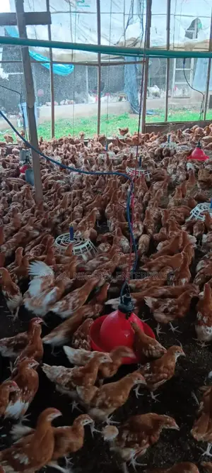 Point of Lay Birds