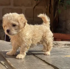 1-3 months Male Purebred Lhasa Apso