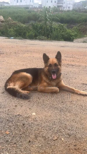 1+ year Male Purebred German Shepherd