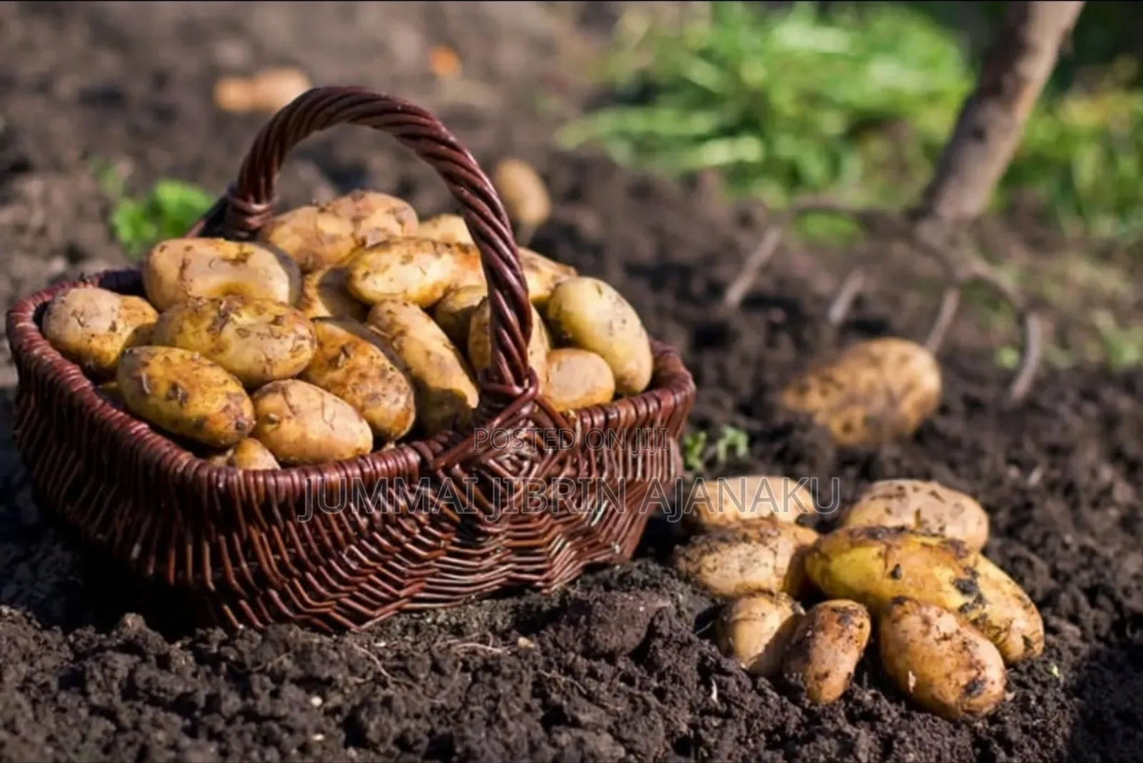 Fresh Irish Potatoes