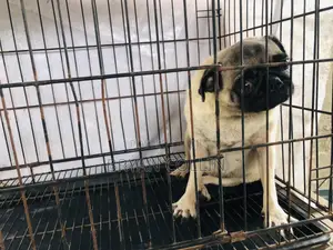 1+ year Female Purebred Pug