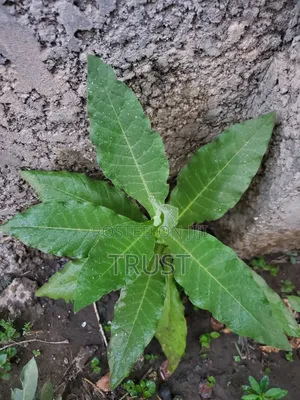Tobacco for Sale