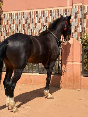 Horse For Sale