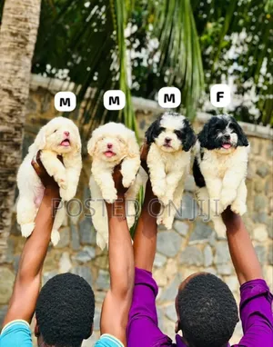 1-3 months Male Purebred Lhasa Apso