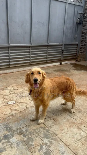 1+ year Female Purebred Golden Retriever