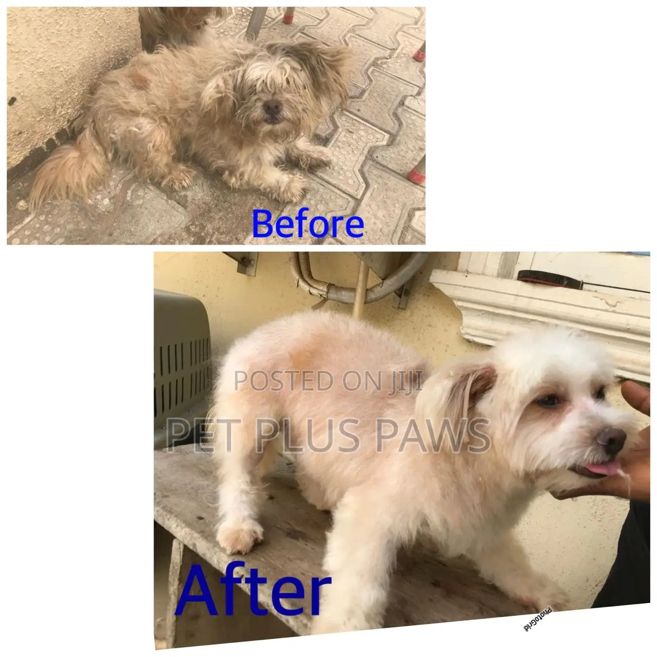 Home Service Pet Grooming