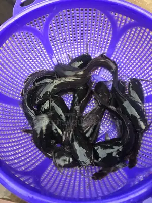 For #80 Only(1000 Pieces )Healthy Catfish Juveniles for Sale- Buy Now!