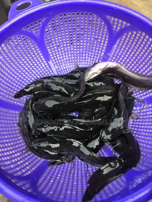 (1000 Pieces)African Catfish Juveniles